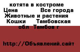 котята в костроме › Цена ­ 2 000 - Все города Животные и растения » Кошки   . Тамбовская обл.,Тамбов г.